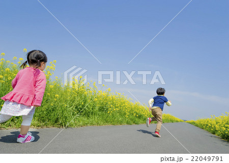 菜の花の咲く遊歩道を走る子供たちの後ろ姿の写真素材