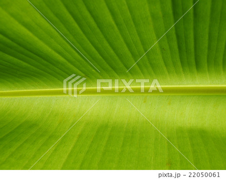 banana leaf 22050061