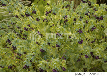 ペンステモン・デイギタリス 22050338