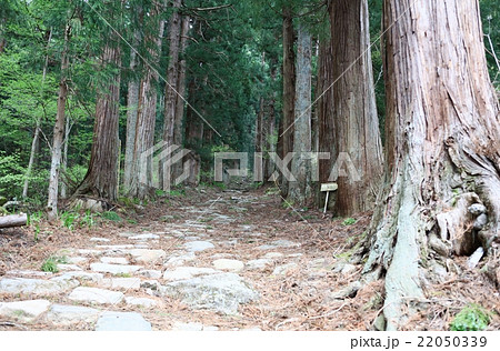 小菅神社杉林 小菅神社杉林 22050339