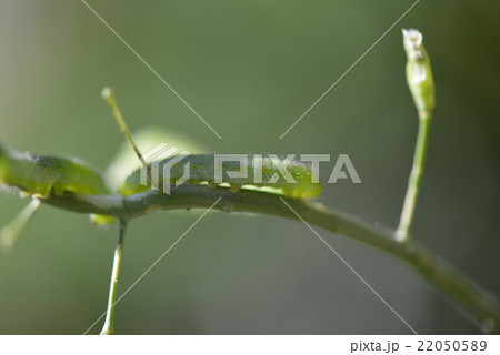 スジグロシロチョウの幼虫 22050589