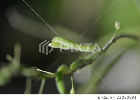 スジグロシロチョウの幼虫 22050591