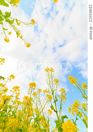 菜の花と青空と雲 22050681