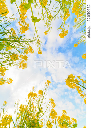菜の花と青空と雲 22050682