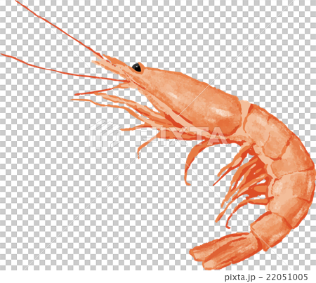 shrimp shrimp 22051005