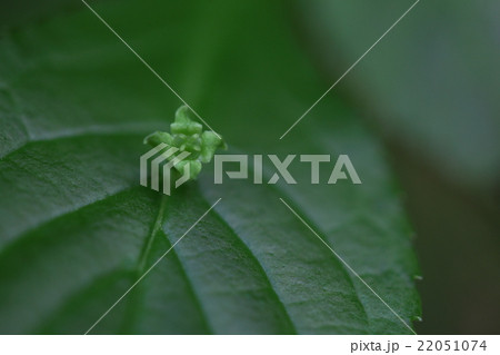 自然 植物 ハナイカダ、雌花です。花弁は三枚か四枚でこの花は四枚。雌しべの柱頭も四つに分かれています 自然 植物 ハナイカダ、雌花です。花弁は三枚か四枚でこの花は四枚。雌しべの柱頭も四つに分かれています 22051074