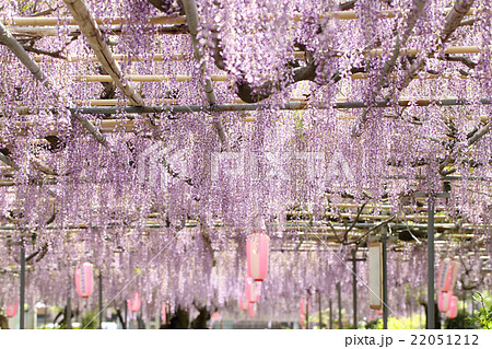 藤まつり 22051212