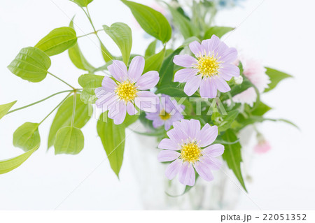 紫色の花 22051352
