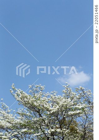 ハナミズキと青空 22051466