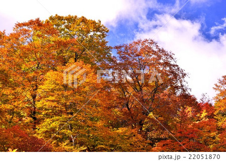 岐阜県白川白山（天生湿原）の紅葉 22051870