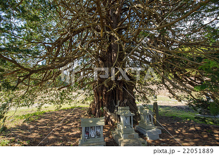 沢尻の大ヒノキ　福島県 22051889