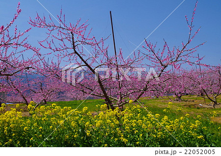 桃の花と菜の花と青空 桃の花と菜の花と青空 22052005