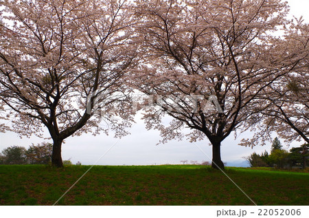 草原と満開の桜 22052006