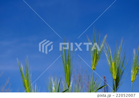 青空と麦の穂 22052007