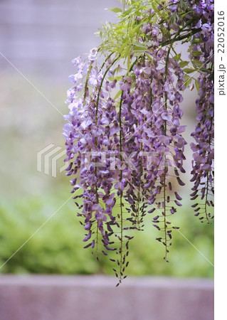 藤の花 22052016