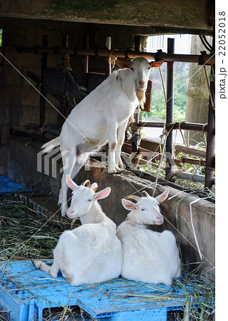ヤギの親子 22052018