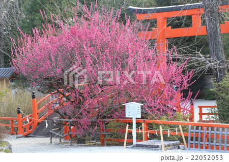 京都 下鴨神社 光琳の梅 京都 下鴨神社 光琳の梅 22052053