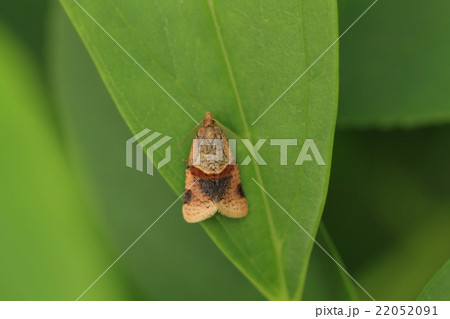 生き物 昆虫 トビモンコハマキ、普通に見られるハマキガだそうですが美しい模様をしています 生き物 昆虫 トビモンコハマキ、普通に見られるハマキガだそうですが美しい模様をしています 22052091