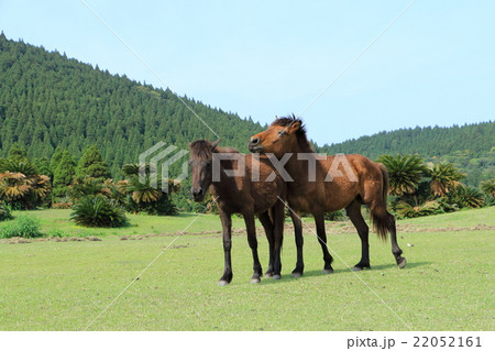 都井岬の野生馬 22052161