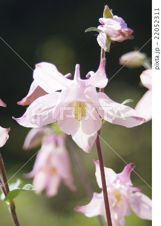 ピンクのオダマキの花 ピンクのオダマキの花 22052311
