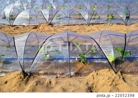 農業用ビニールハウス 22052398