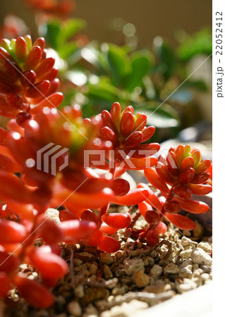 多肉植物 紅葉したセダム 虹の玉 の写真素材