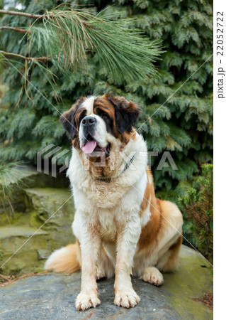 Portrait of a nice St. Bernard dog Portrait of a nice St. Bernard dog 22052722