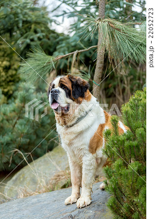 Portrait of a nice St. Bernard dog 22052723