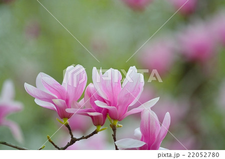 ニシキモクレン 22052780