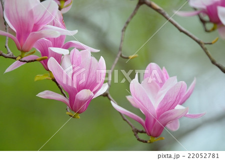 ニシキモクレン 22052781