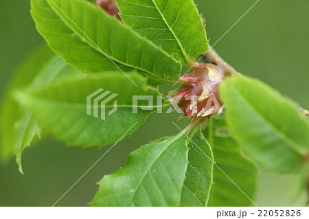 クリメコブズイフシ、クリタマバチがクリの木に作った虫こぶ。不作や枯れ死の原因にもなるそうです① 22052826