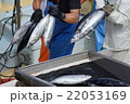 カツオの水揚げ 22053169