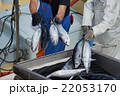 カツオの水揚げ 22053170