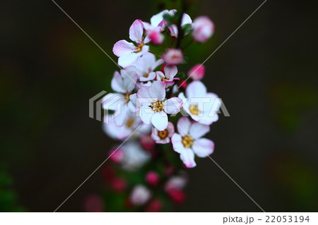 ベニバナユキヤナギの開花 ベニバナユキヤナギの開花 22053194