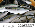 ブリの水揚げ 22053337
