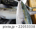 ブリの水揚げ 22053338