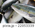ブリの水揚げ 22053339