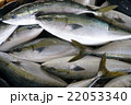 ブリの水揚げ 22053340