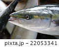 ブリの水揚げ 22053341