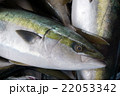 ブリの水揚げ 22053342