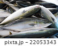 ブリの水揚げ 22053343