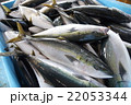 ブリの水揚げ 22053344