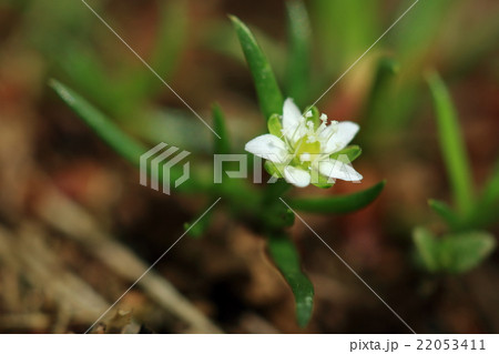 自然 植物 ツメクサ とても小さな花でつい見過ごしてしまいますがナデシコ科らしいかわいい花ですの写真素材