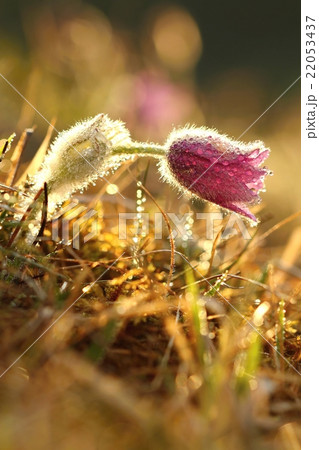 Pasqueflower Pulsatilla grandis 22053437