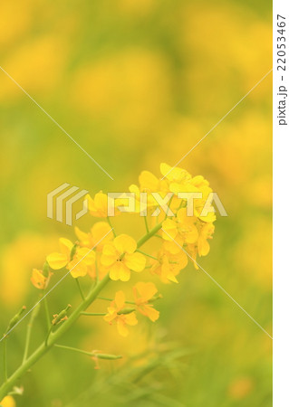 春満開のナノハナ畑 22053467