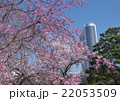 小石川後楽園の桜 22053509