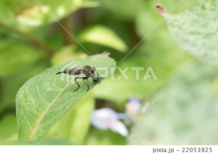 捕食しているマガリケムシヒキ 22053925
