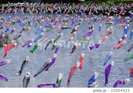 鯉のぼり 22054325