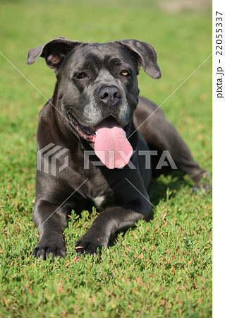 Amazing Cane Corso Amazing Cane Corso 22055337