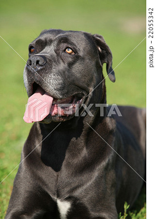 Amazing Cane Corso Amazing Cane Corso 22055342